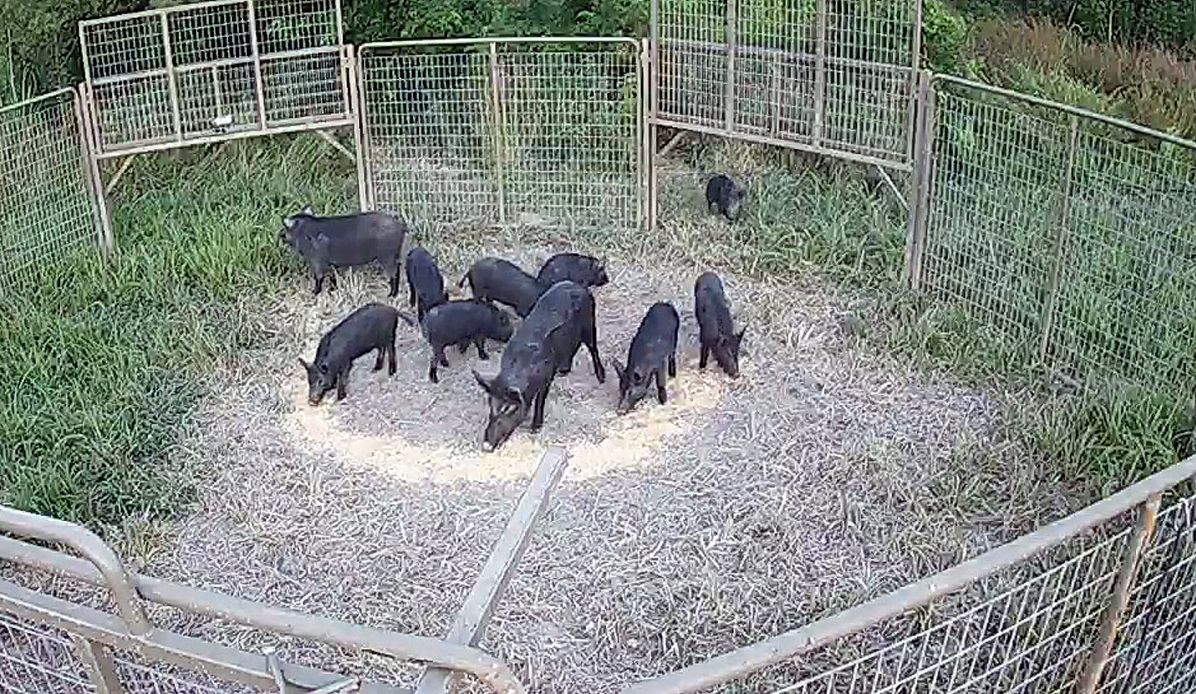 Trapping Feral Hogs Feral Hog Trapping Permits Available February 1 Trapping Feral Hogs Feral Hog Trapping Permits Available February 1